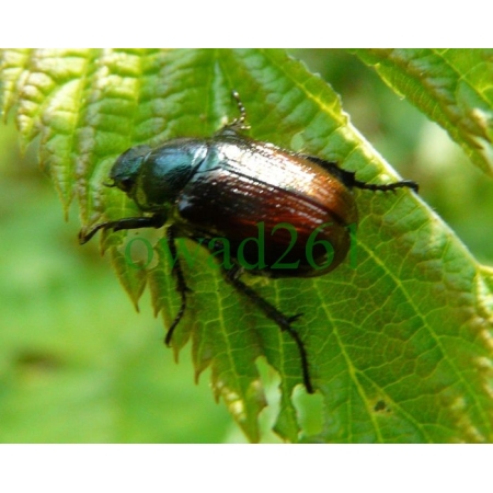 Phyllopertha horticola (Linnaeus, 1758) Ogrodnica niszczylistka
